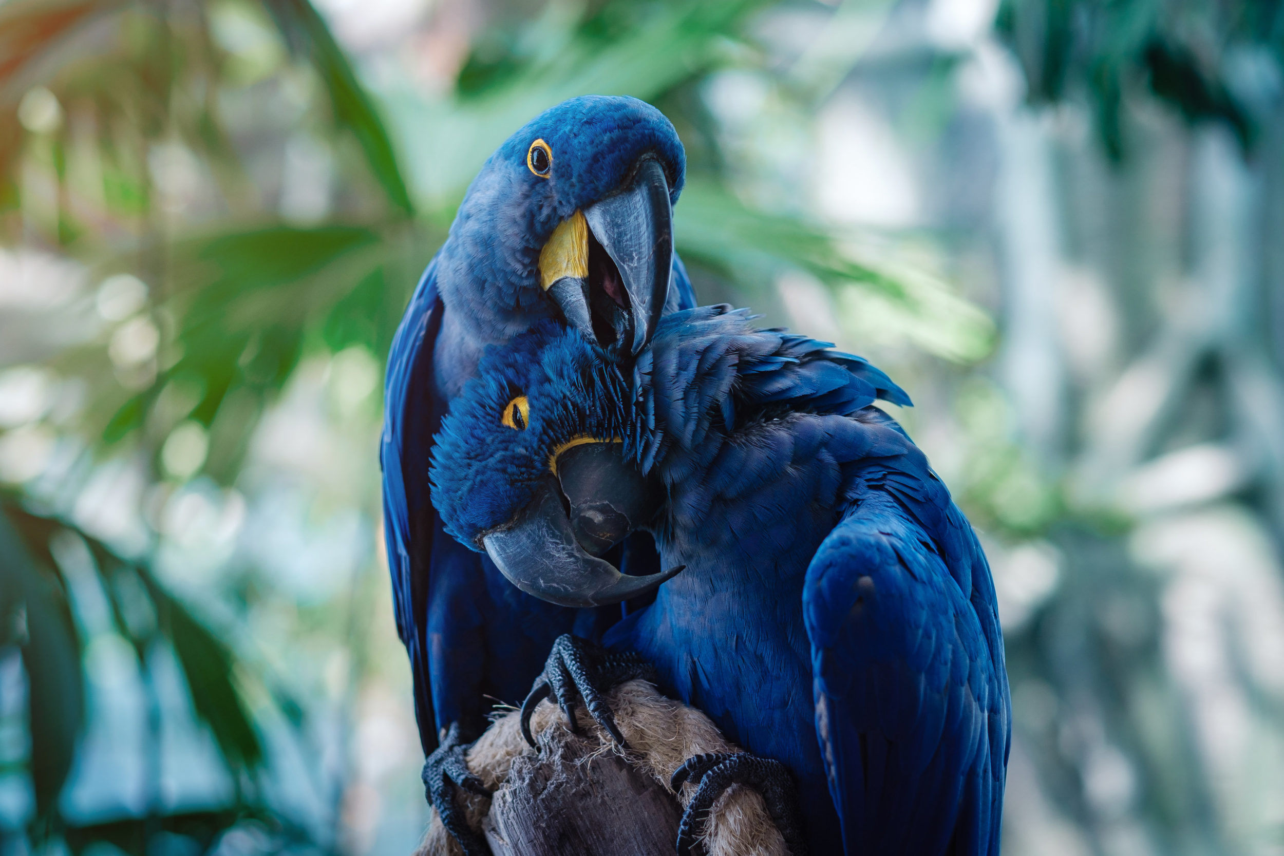 Couple Of Blue Hyacinth Macaw Parrot In Park