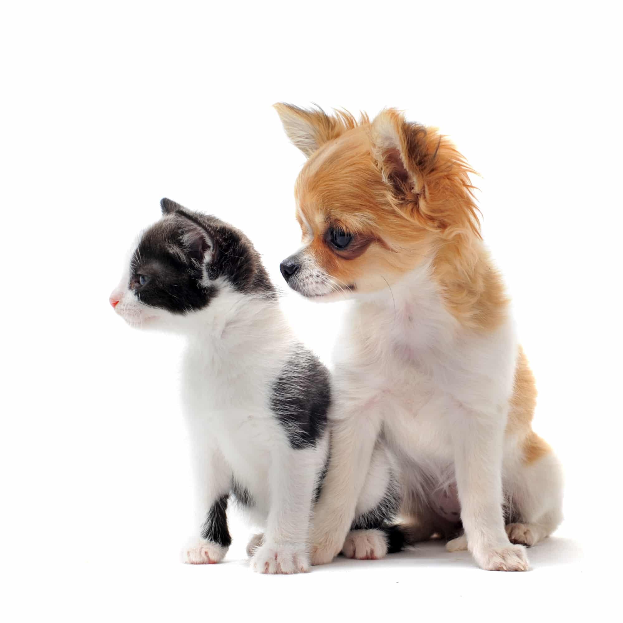 Puppy Chihuahua And Kitten